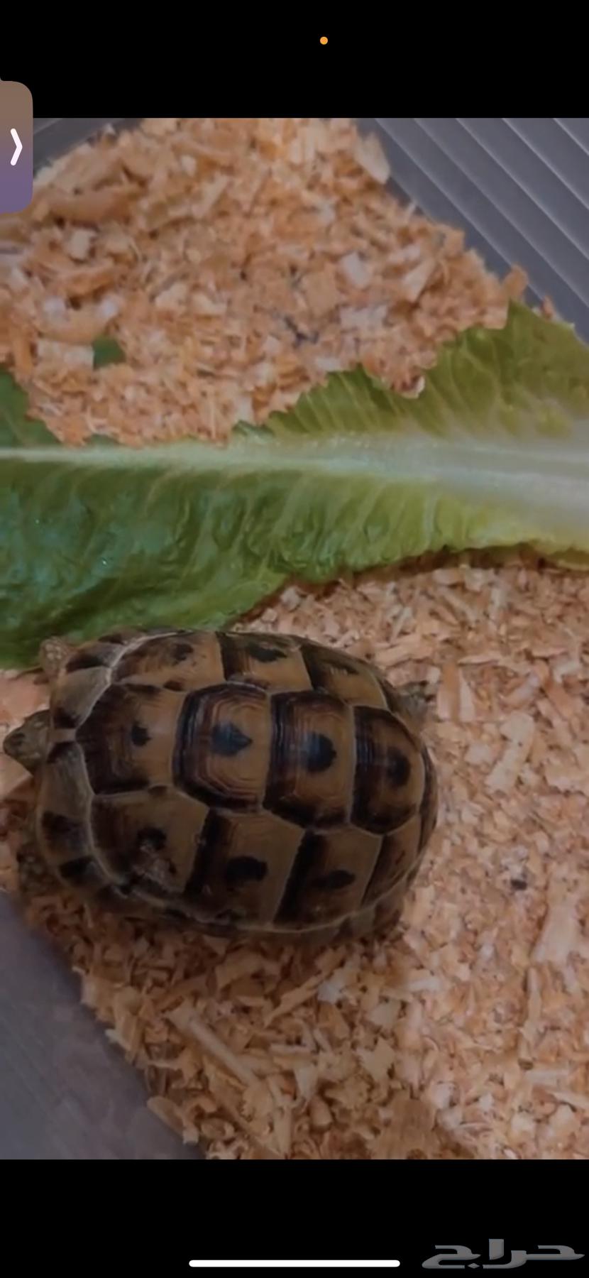 Turtle for sale64473022802306113