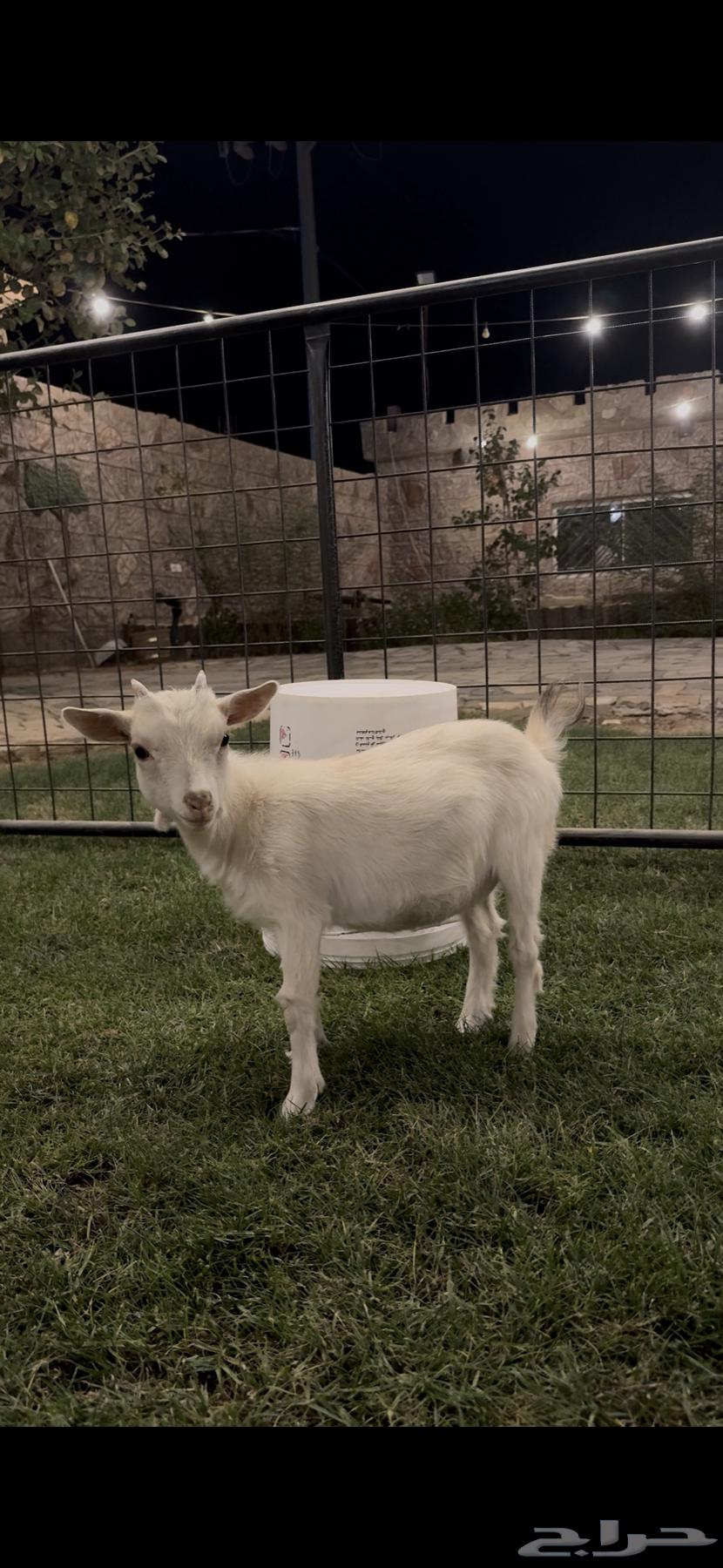 انثى ماعز قزم للبيع ( تم البيع )64477935745794113