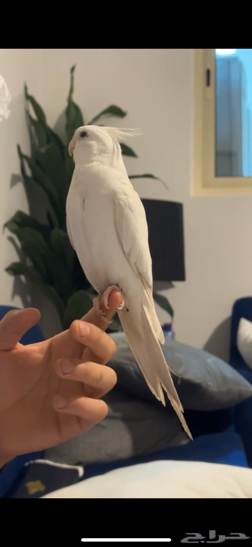 تم البيع64476170698115111