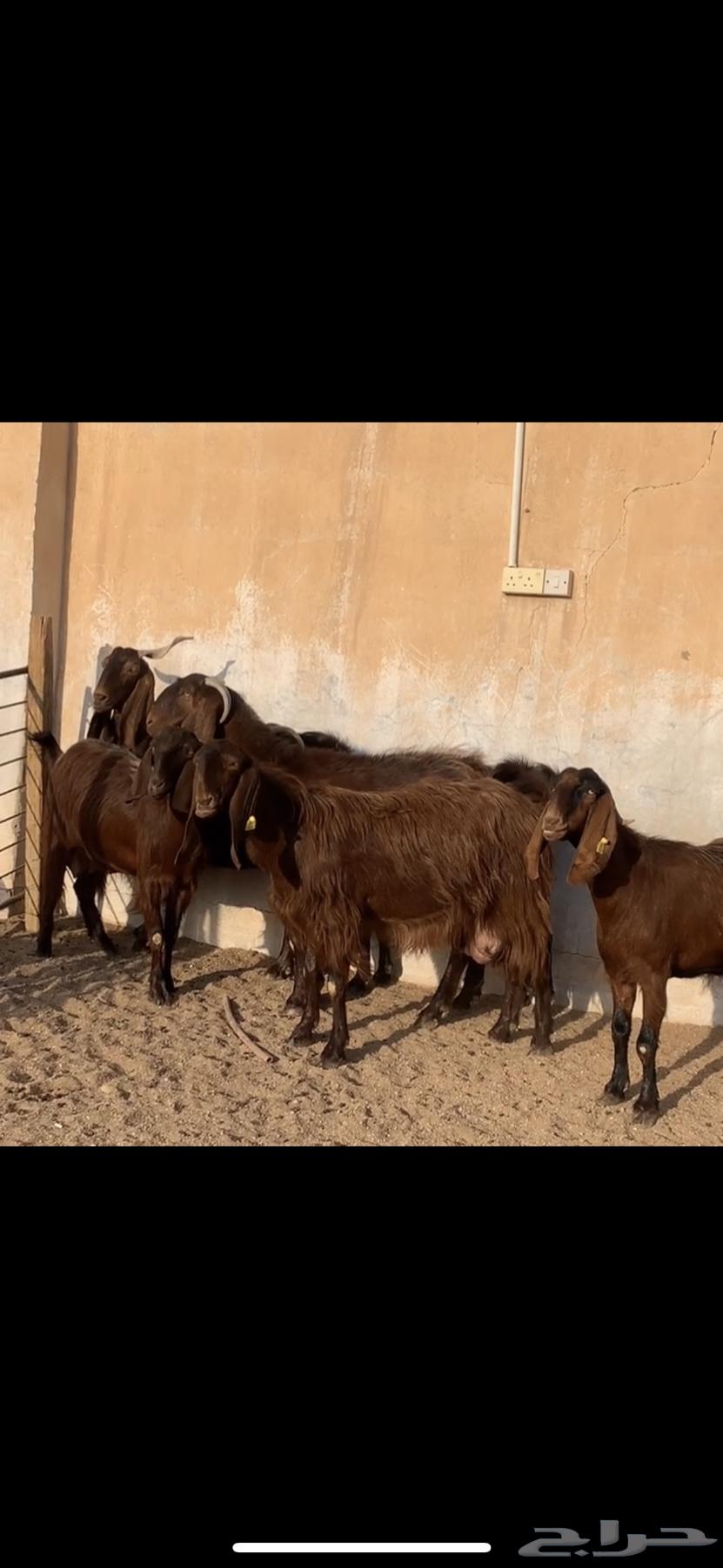 معزا قبرصيات دفيع ( تم البيع )64477088290178110