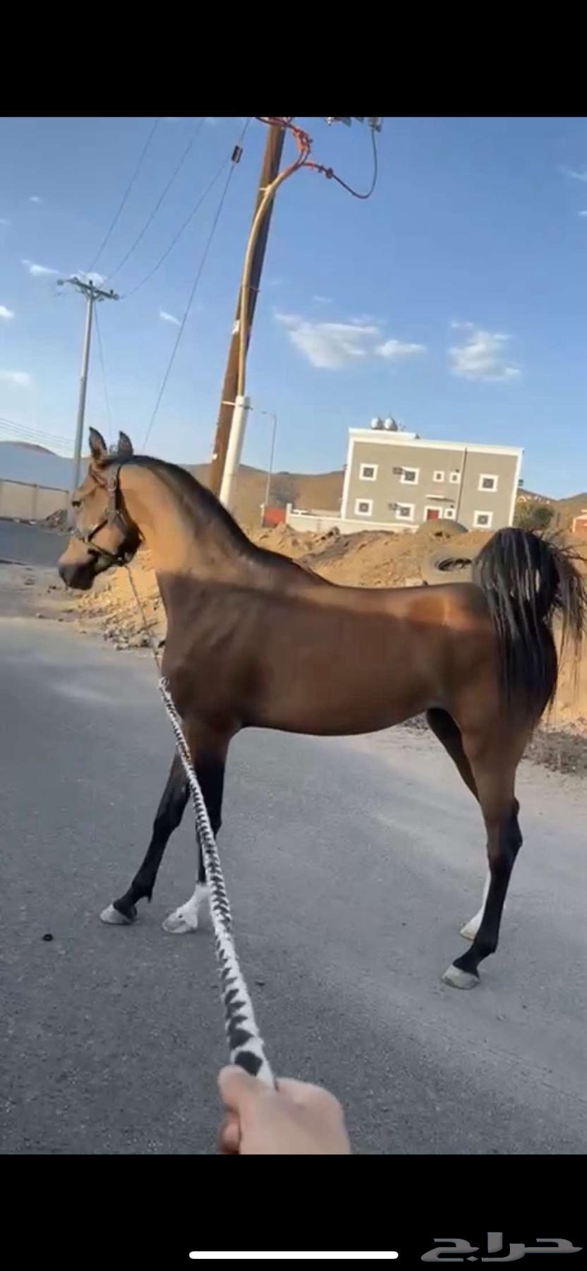 مهره للبيع شعبية64477797202050110