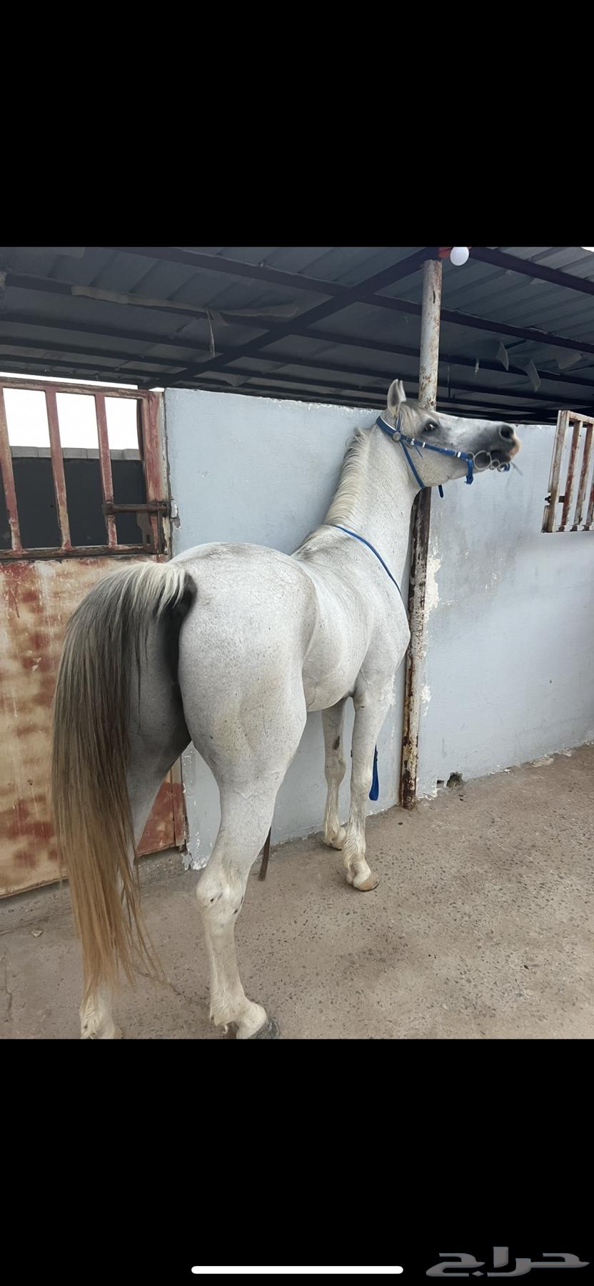 حصان جزيري البيع سمحه ومستعجل64472967687683110