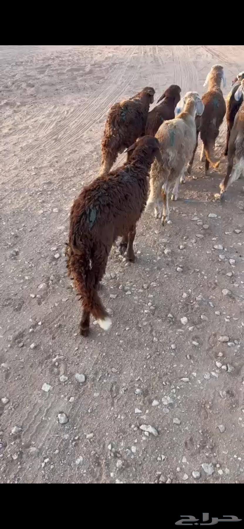 للبيع سواكن حمري ( تم البيع )64476712738434110