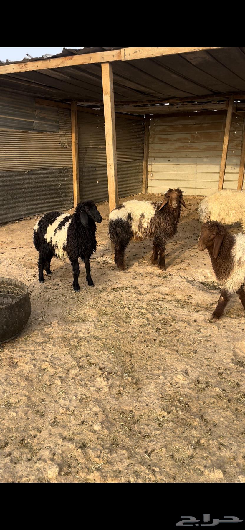 ذبايح نعيم طيبه64477631212289114