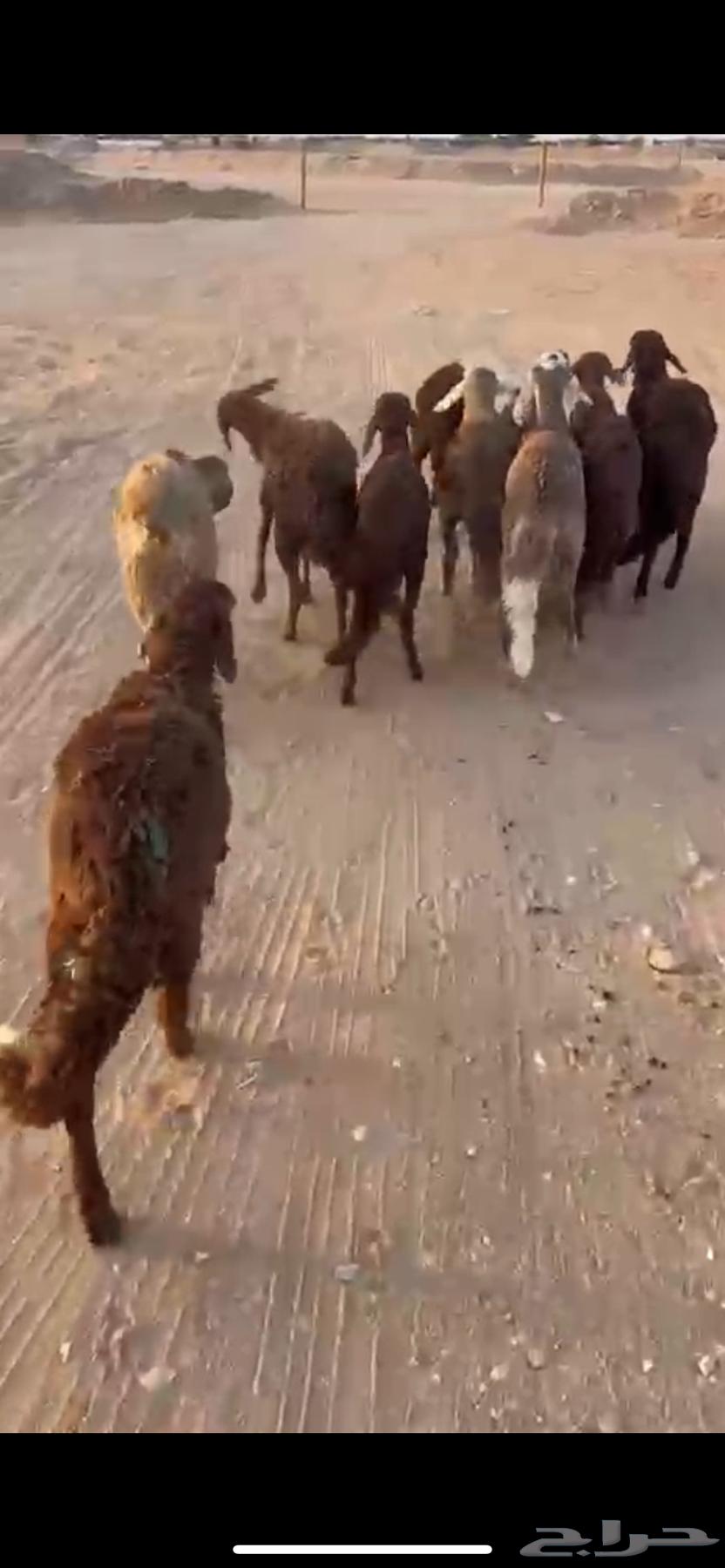 للبيع سواكن حمري ( تم البيع )64476712738434111