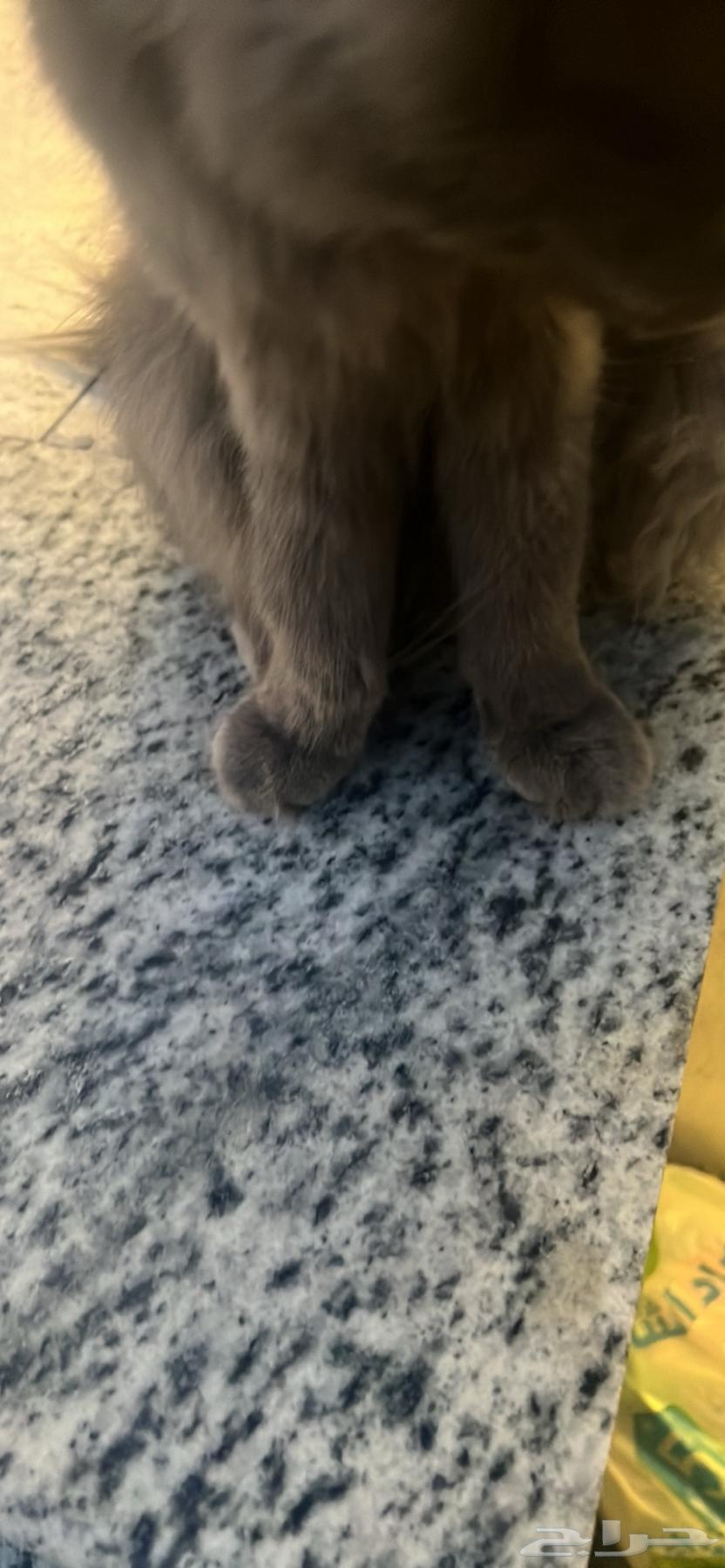 بسه مرميه في جيريال نظيفة وسليمه64477157685634111