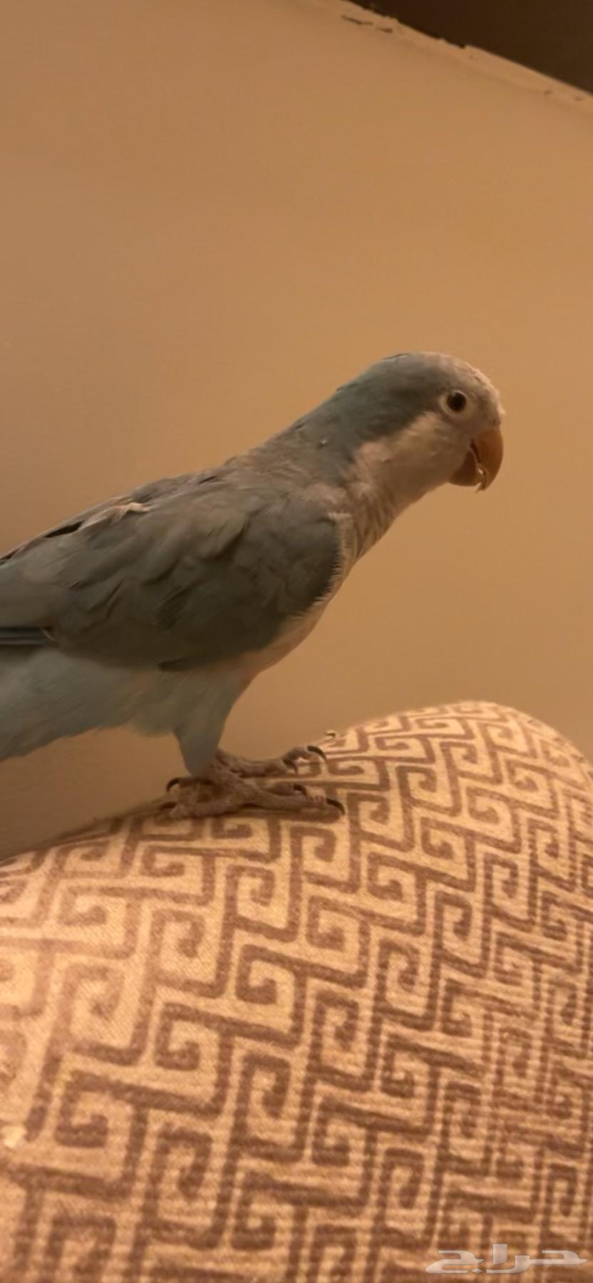 ببغاء كويكر64483178152194110