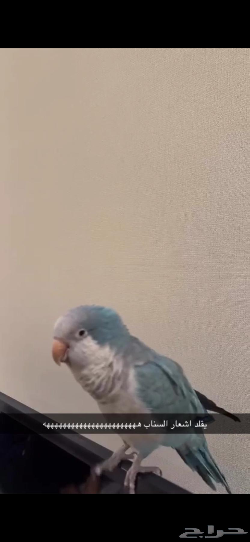 ببغاء كويكر64483178152194112