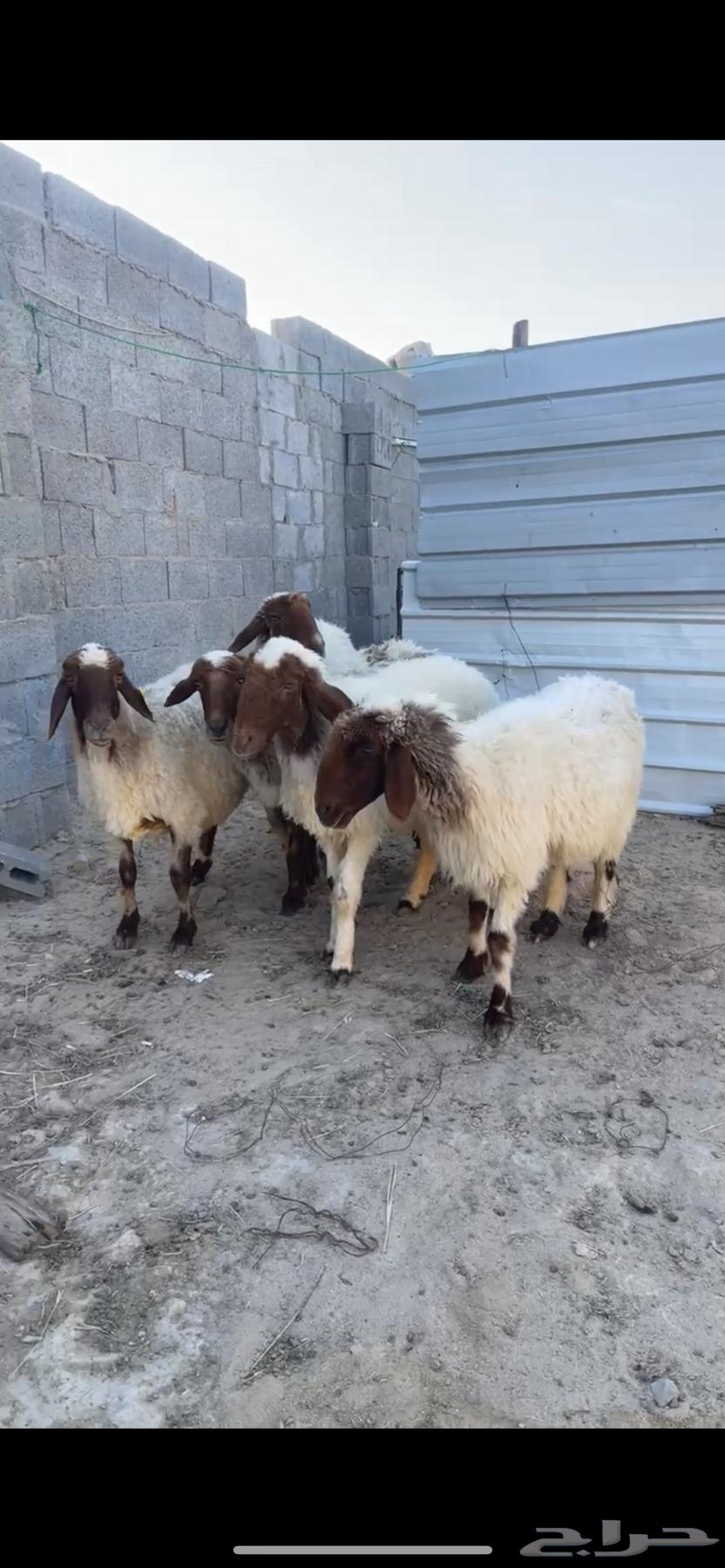 للبيع غنم نعيم خصم64473485244419112