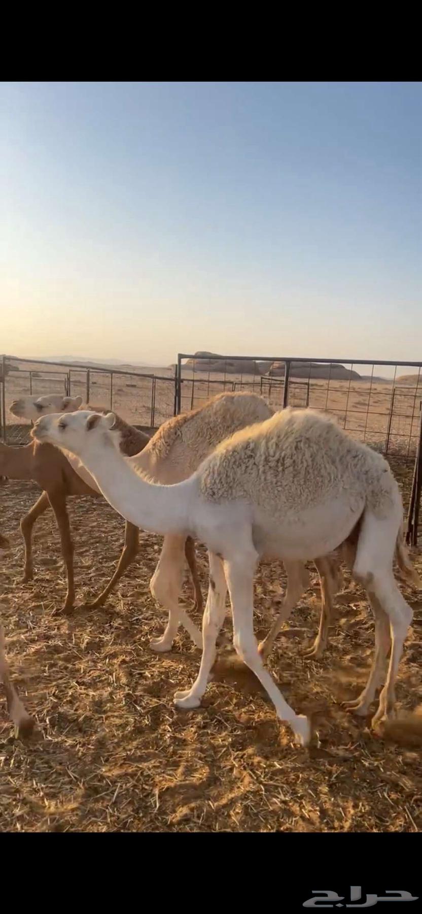 سبع حشو للبيع64475763927298110