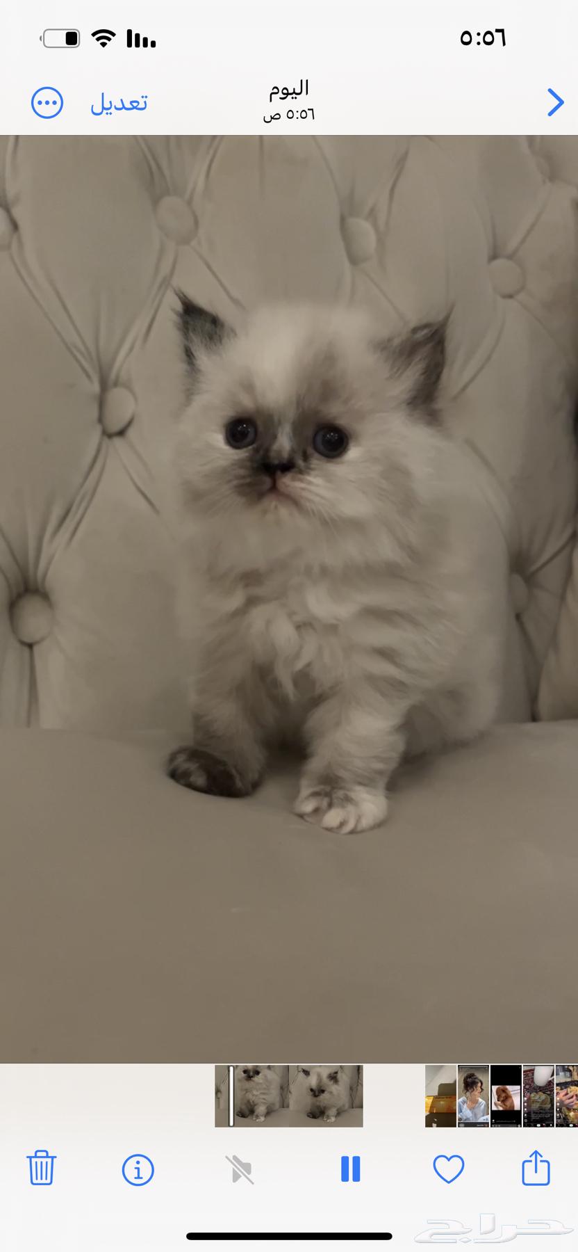 أثنى للبيع500 ريال العمر شهر و أسبوع64472754741251111