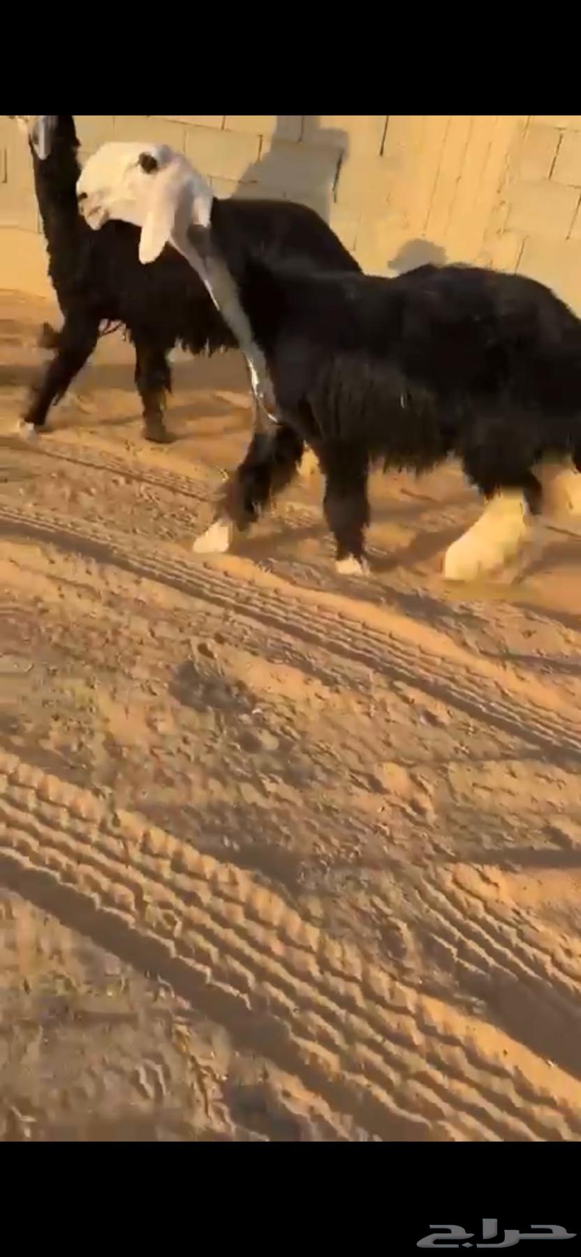 رخل نجدية كفووو(تم البيع)64474527924227111