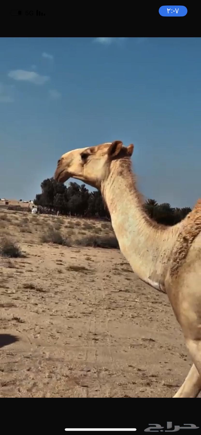 للبيع ناقه شعلاء طيبه مبيوع ولدها قبل ايام64474846478722110