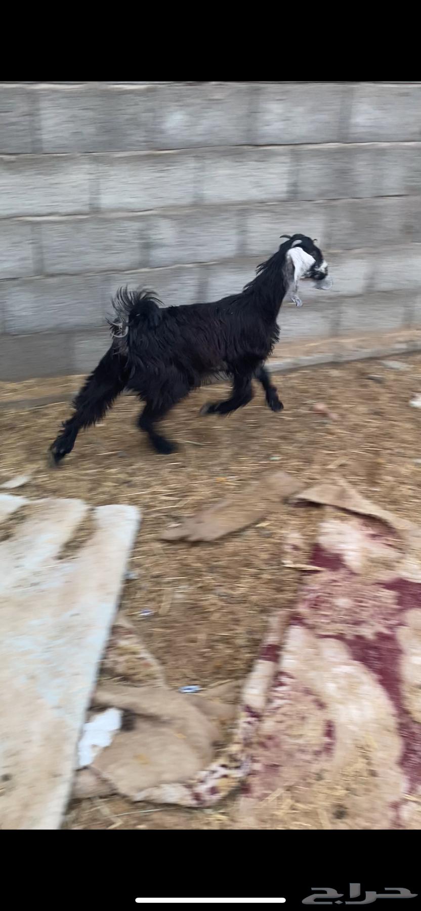 عناق بلديه. راحت64478649485057113