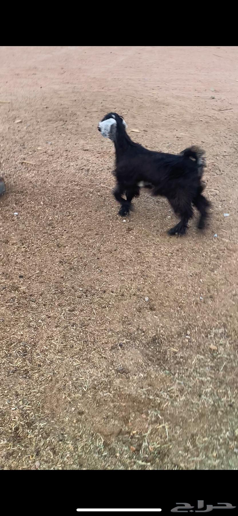 عناق بلديه. راحت64478649485057111