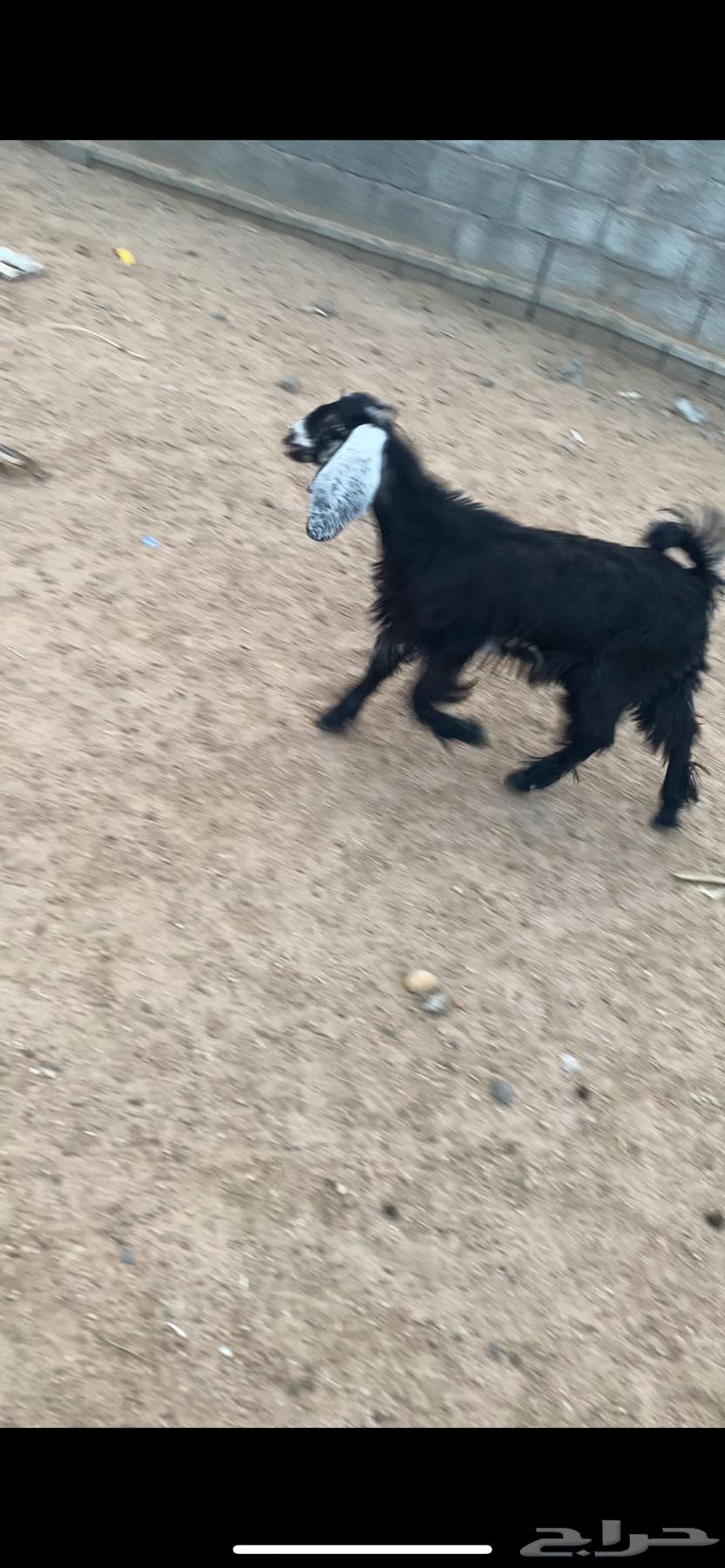 عناق بلديه. راحت64478649485057112