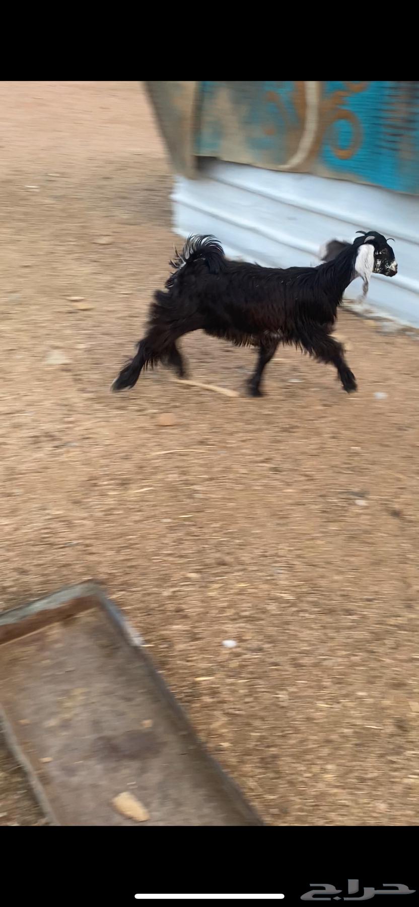 عناق بلديه. راحت64478649485057110