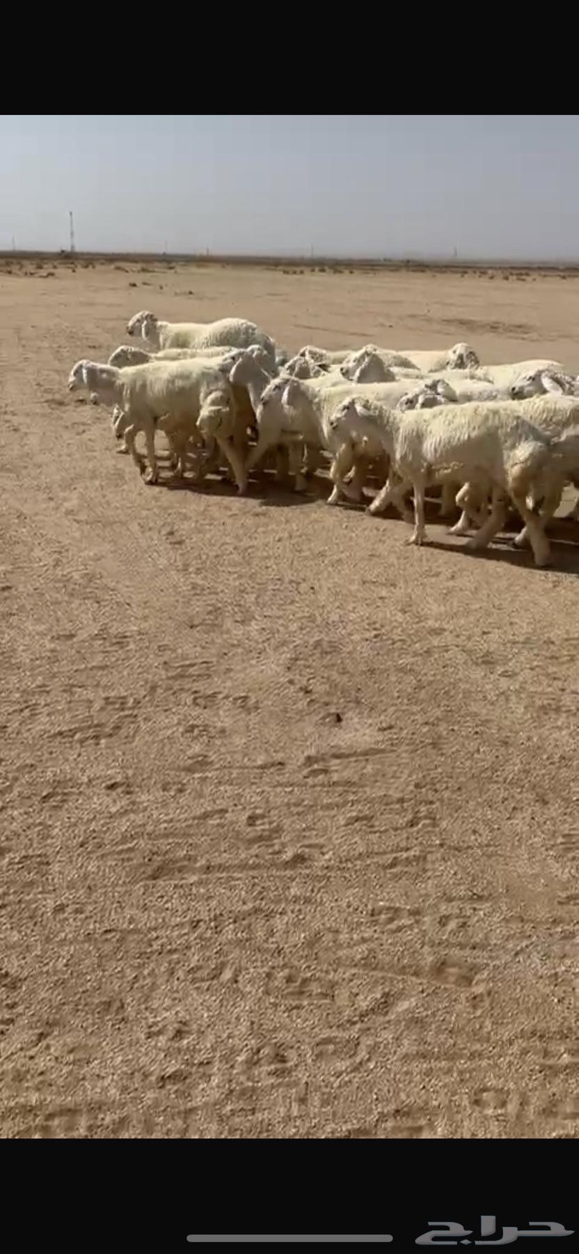 Rakhals of Class Muraq One Number 29 with Her Stallion64477880686465110