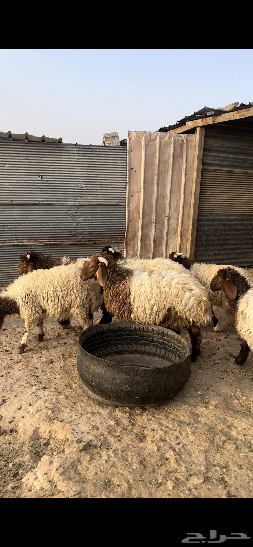 ذبايح نعيم طيبه64477631212289113