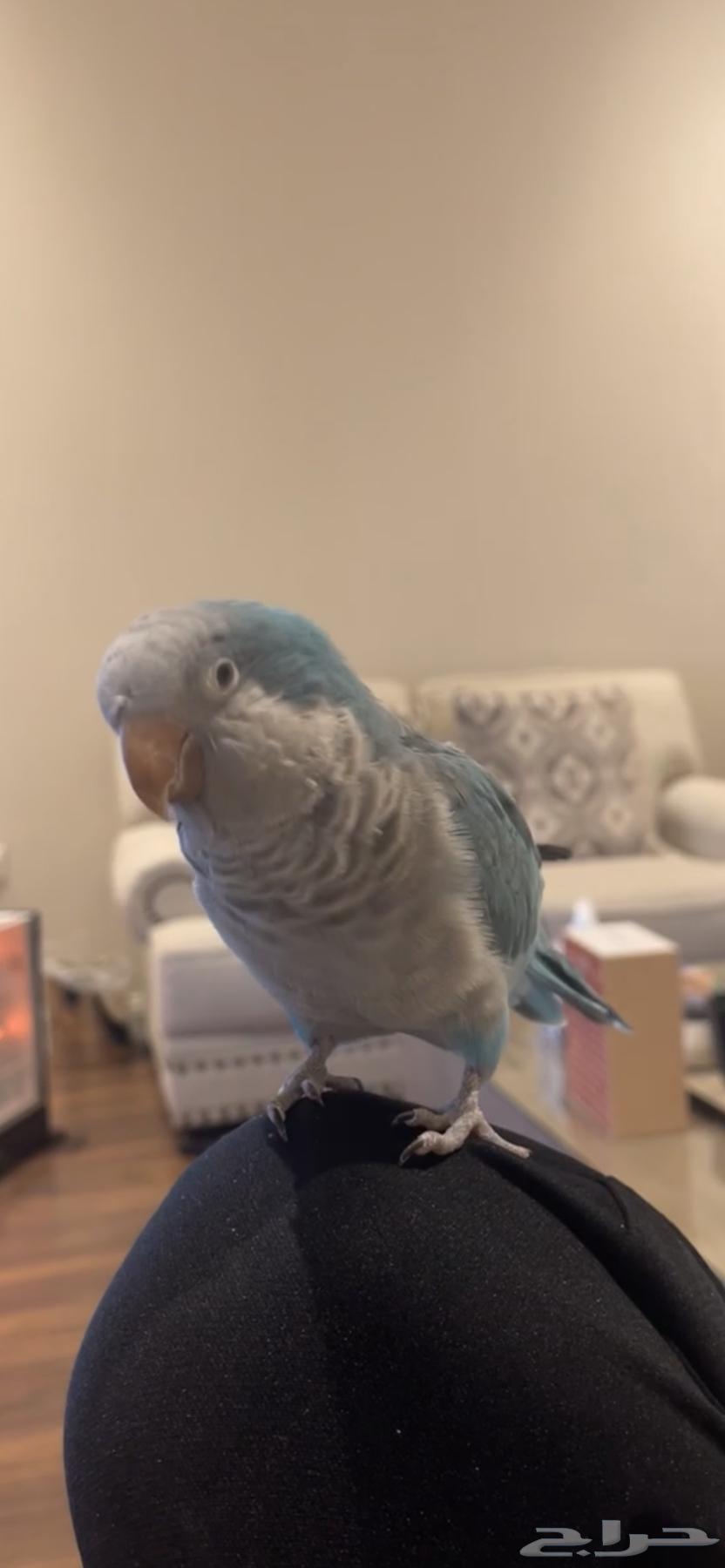 ببغاء كويكر64483178152194111