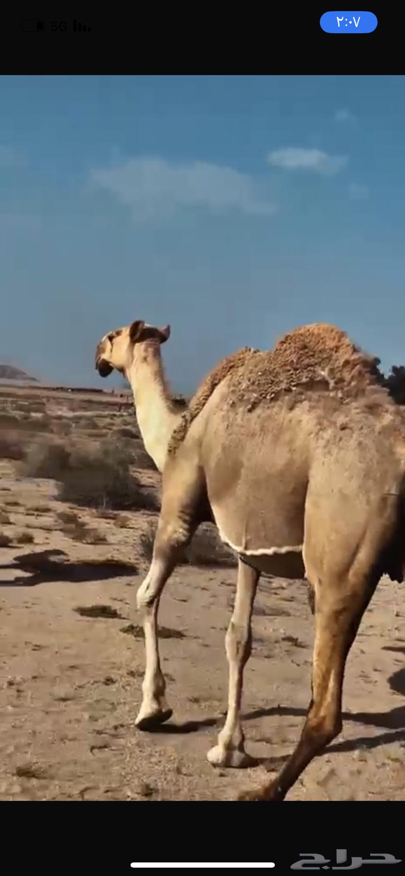 للبيع ناقه شعلاء طيبه مبيوع ولدها قبل ايام64474846478722112