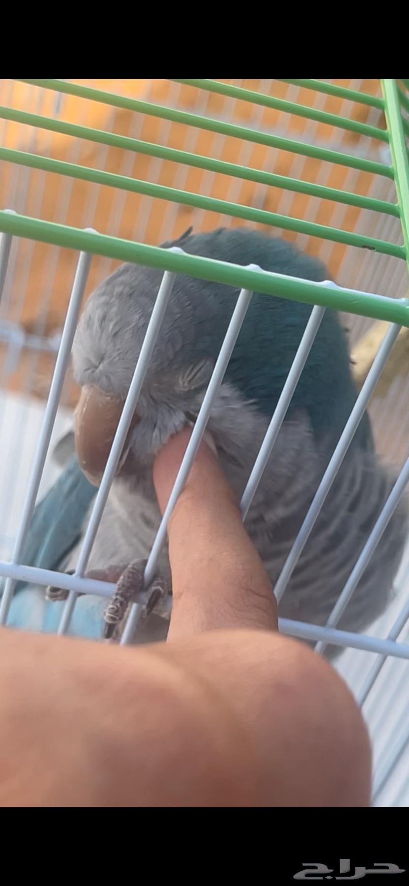 ببغاء كويكر64483178152194113