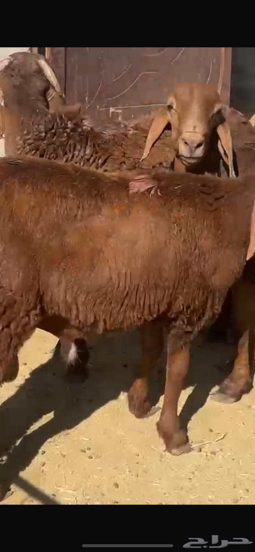 تيوس وخرفان للبيع64478333738881113