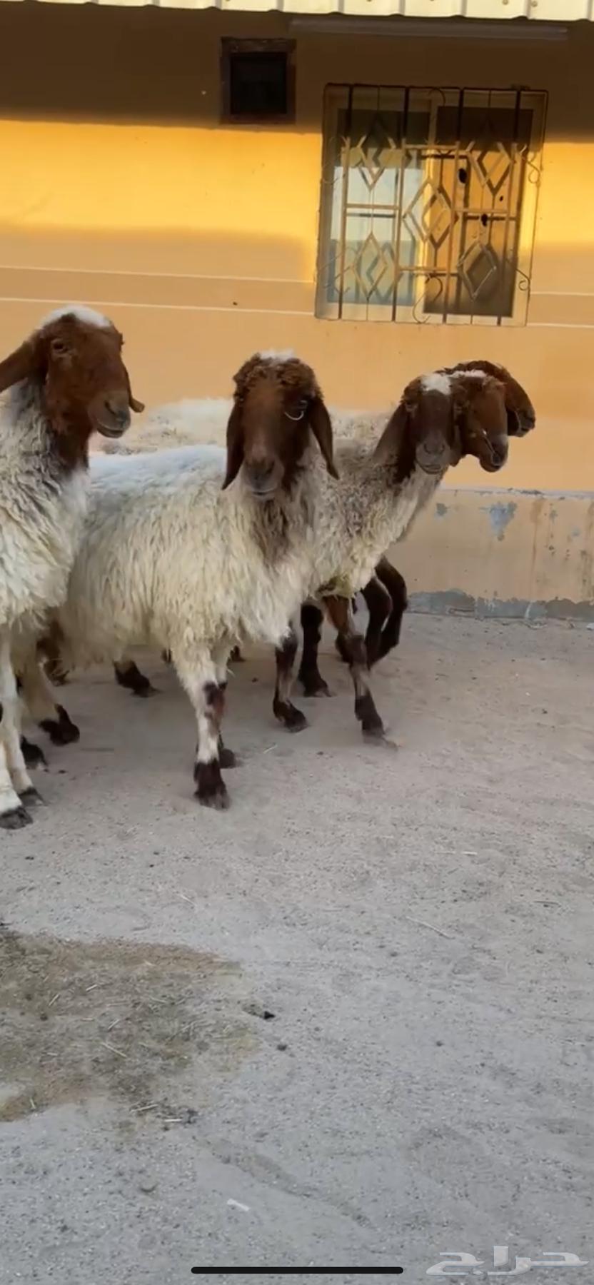 للبيع غنم نعيم خصم64473485244419110