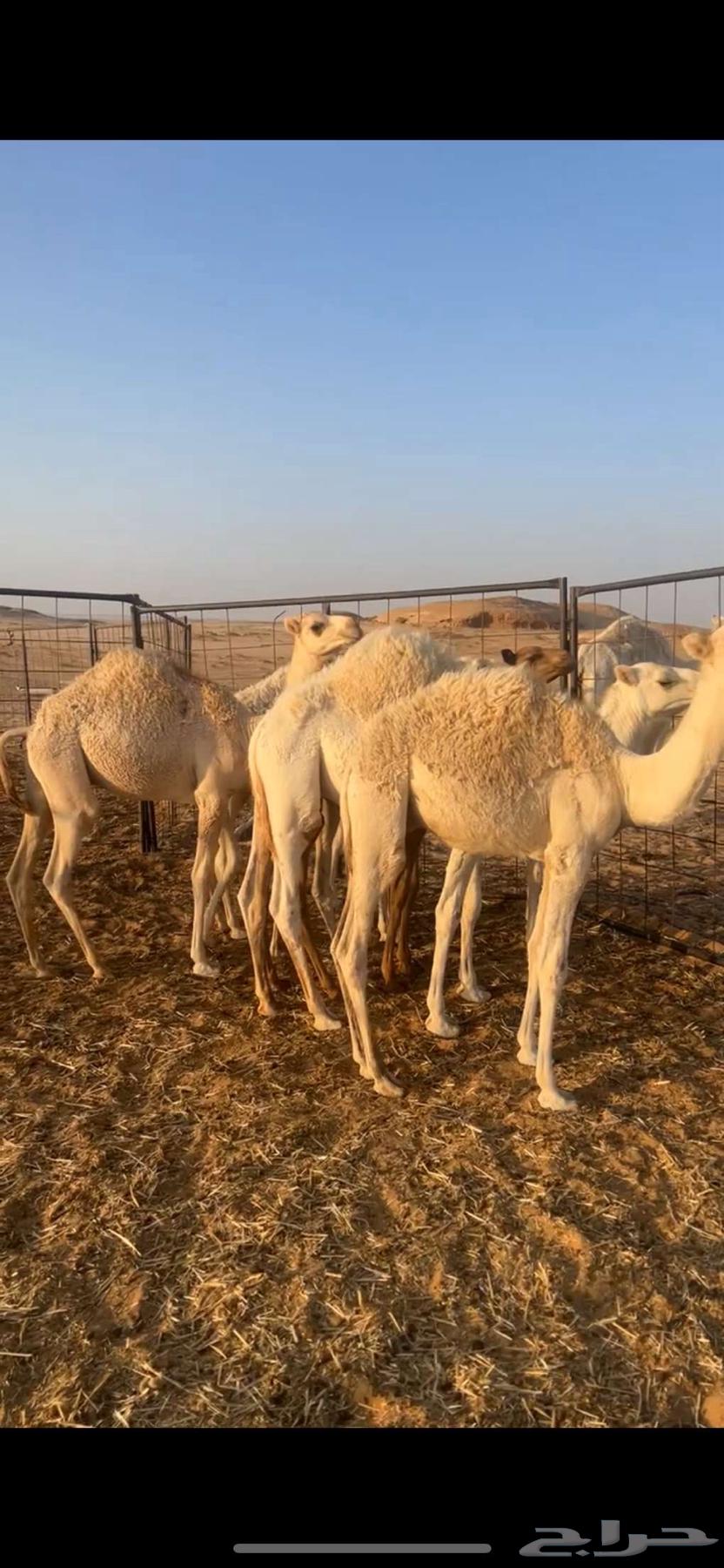 سبع حشو للبيع64475763927298111