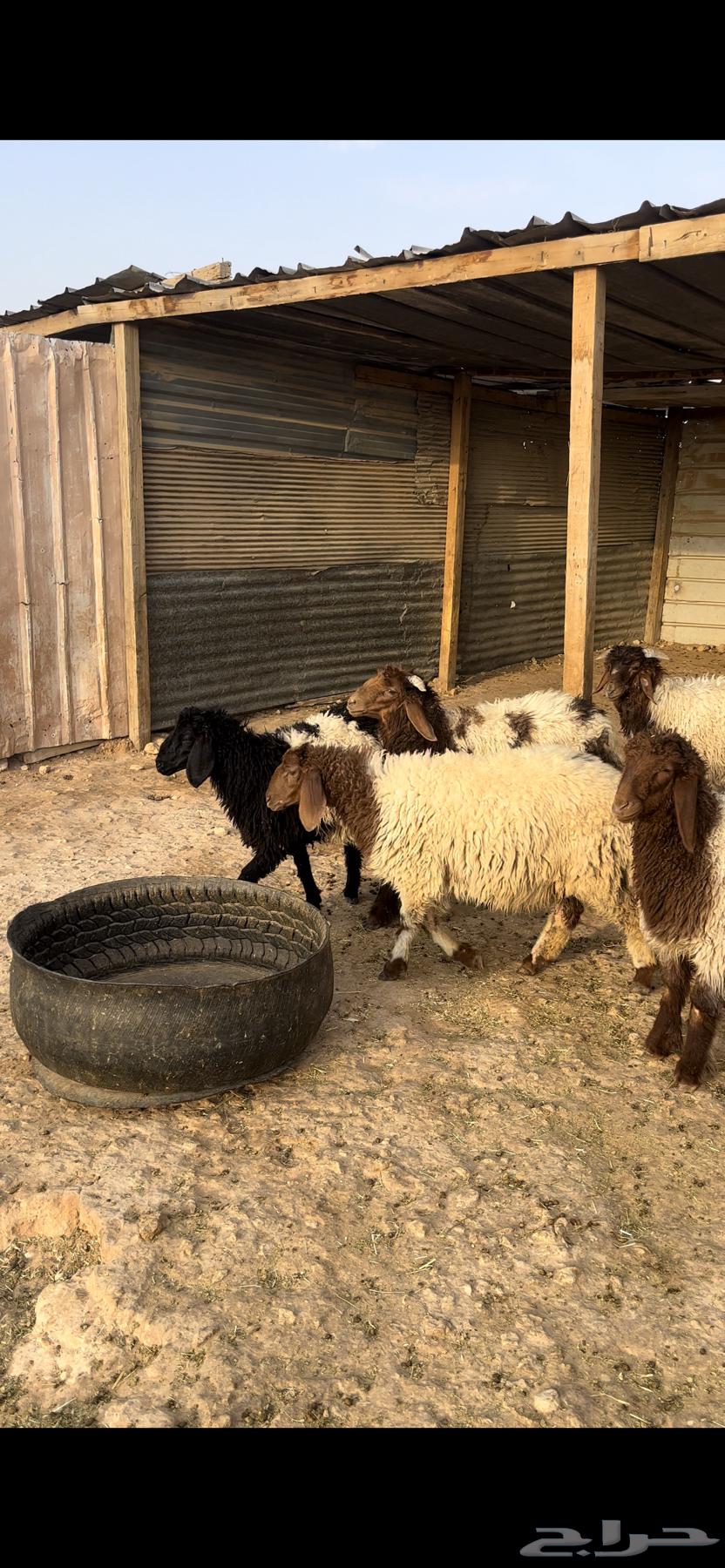 ذبايح نعيم طيبه64477631212289112