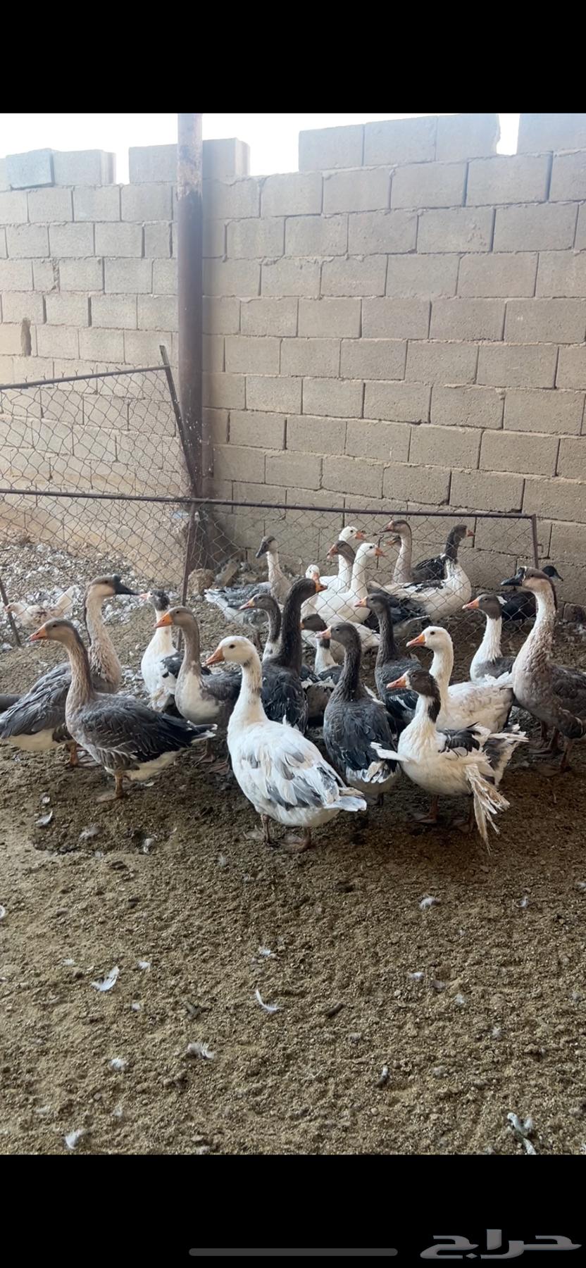 للبيع وز64477171653379110