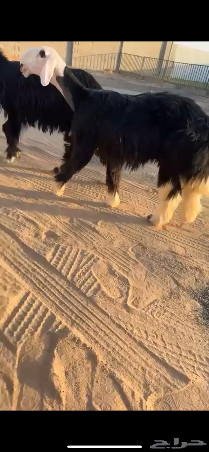 رخل نجدية كفووو(تم البيع)64474527924227110