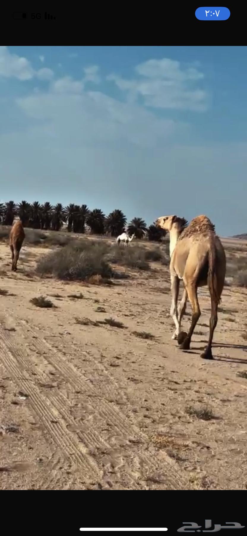 للبيع ناقه شعلاء طيبه مبيوع ولدها قبل ايام64474846478722111