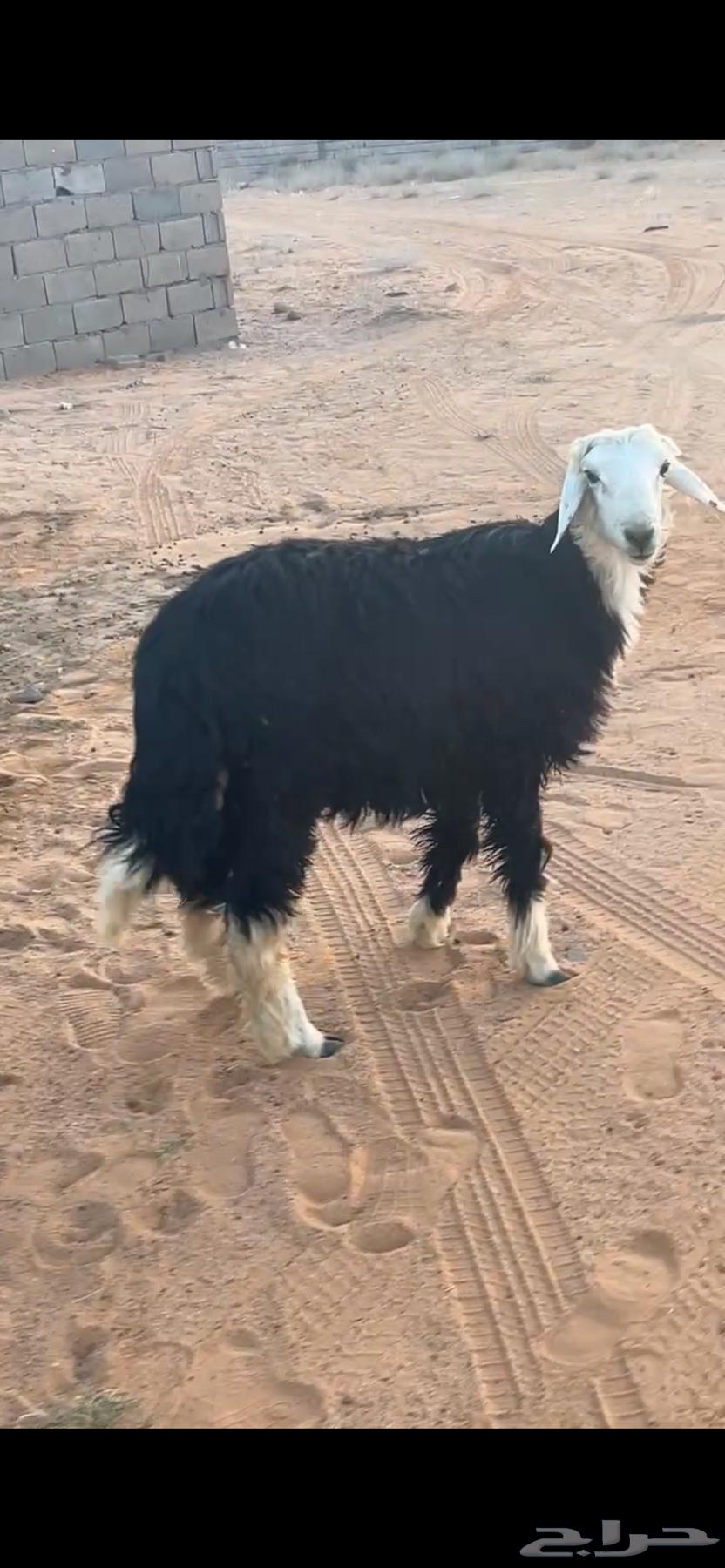 خروف فل شحم يتمم64477018945153110