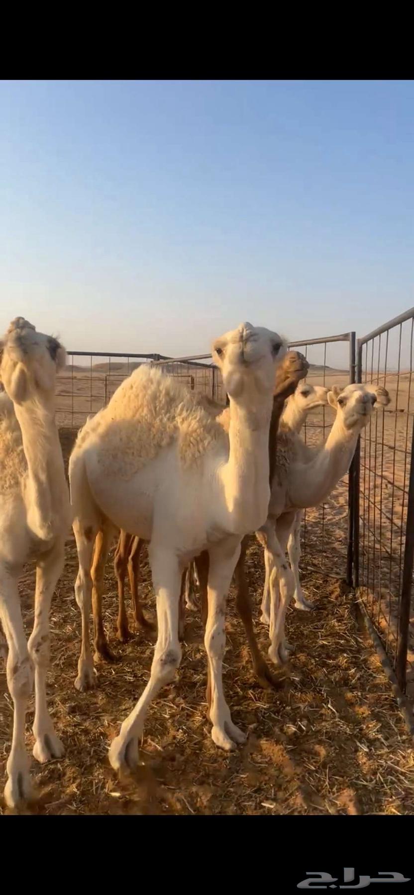 سبع حشو للبيع64475763927298112