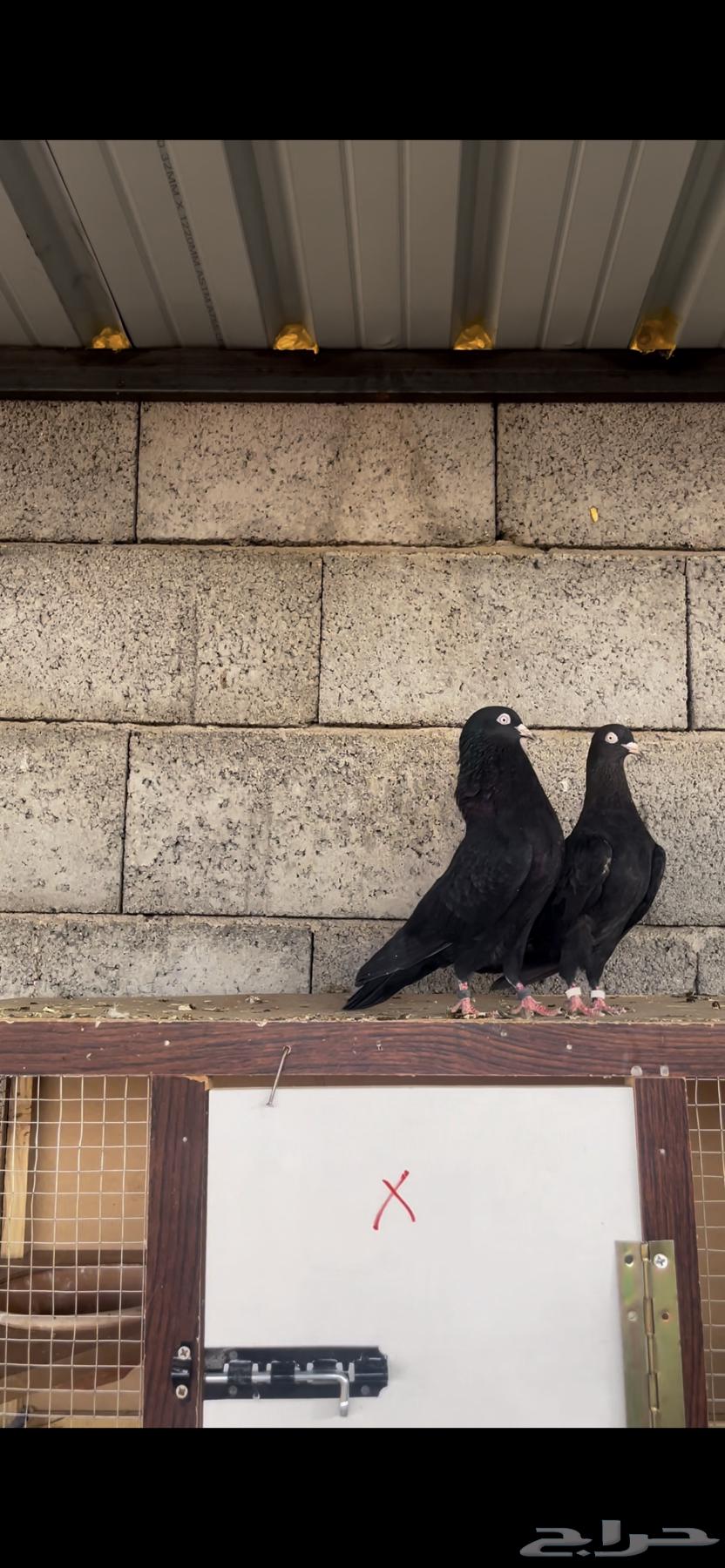 Black Rambouillet Ram Pair with Certificate (Sold)64477714012673110