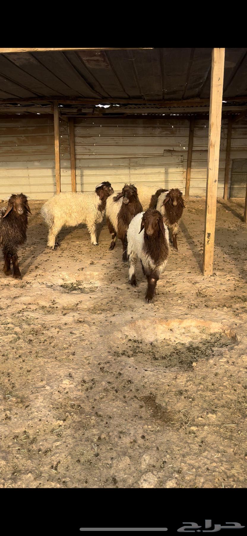 ذبايح نعيم طيبه64477631212289111