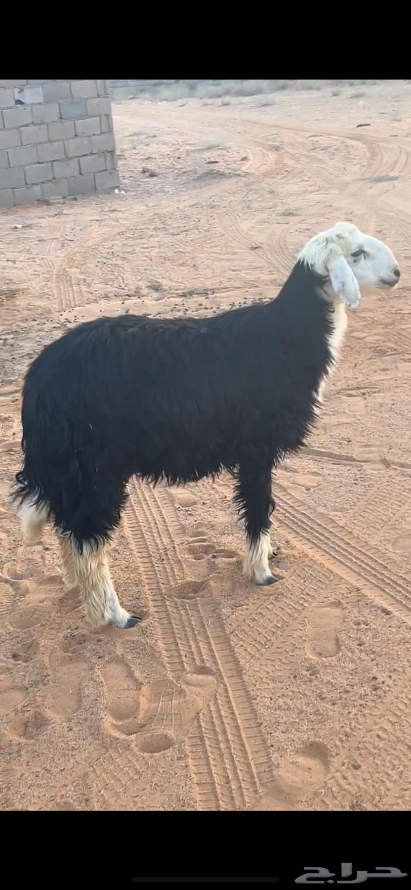 خروف فل شحم يتمم64477018945153111