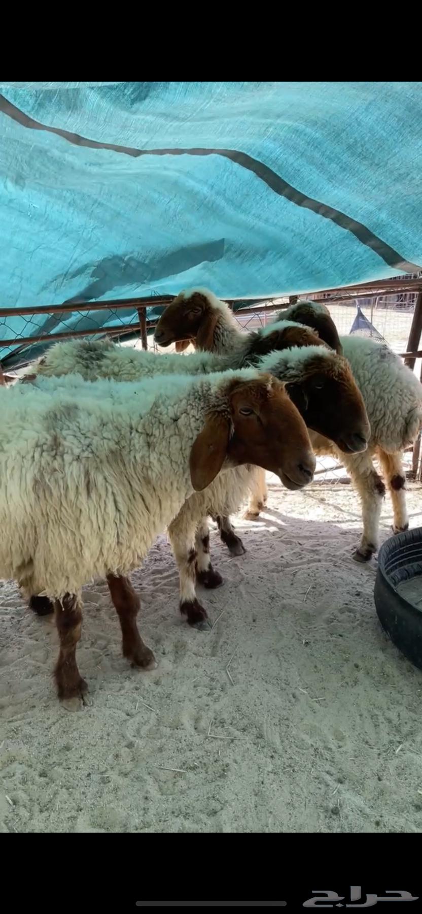 للبيع غنم نعيم خصم64473485244419111