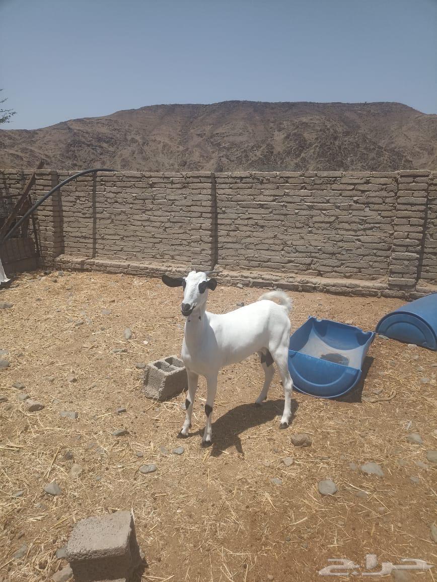 عنز بيشية كحل صغيره سن دافع شرط سونار64473120936707112