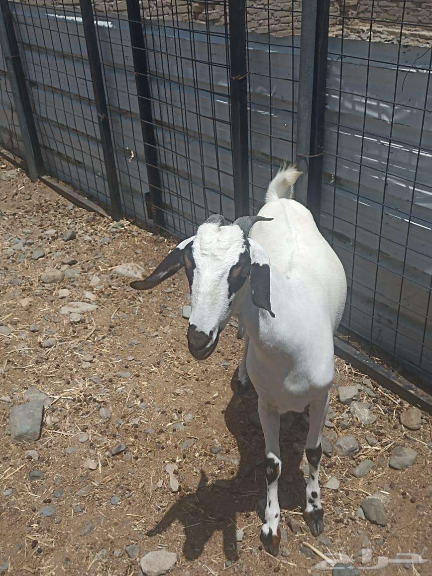 عنز بيشية كحل صغيره سن دافع شرط سونار64473120936707113