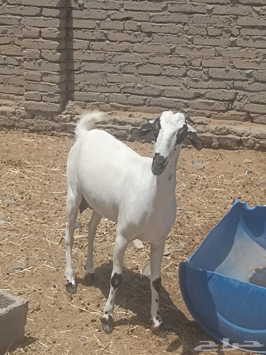 عنز بيشية كحل صغيره سن دافع شرط سونار64473120936707111