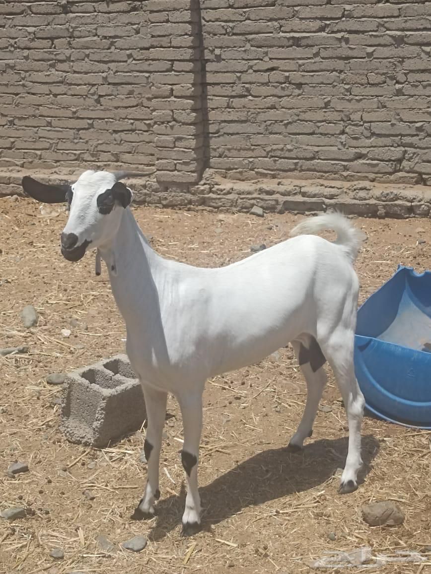 عنز بيشية كحل صغيره سن دافع شرط سونار64473120936707110