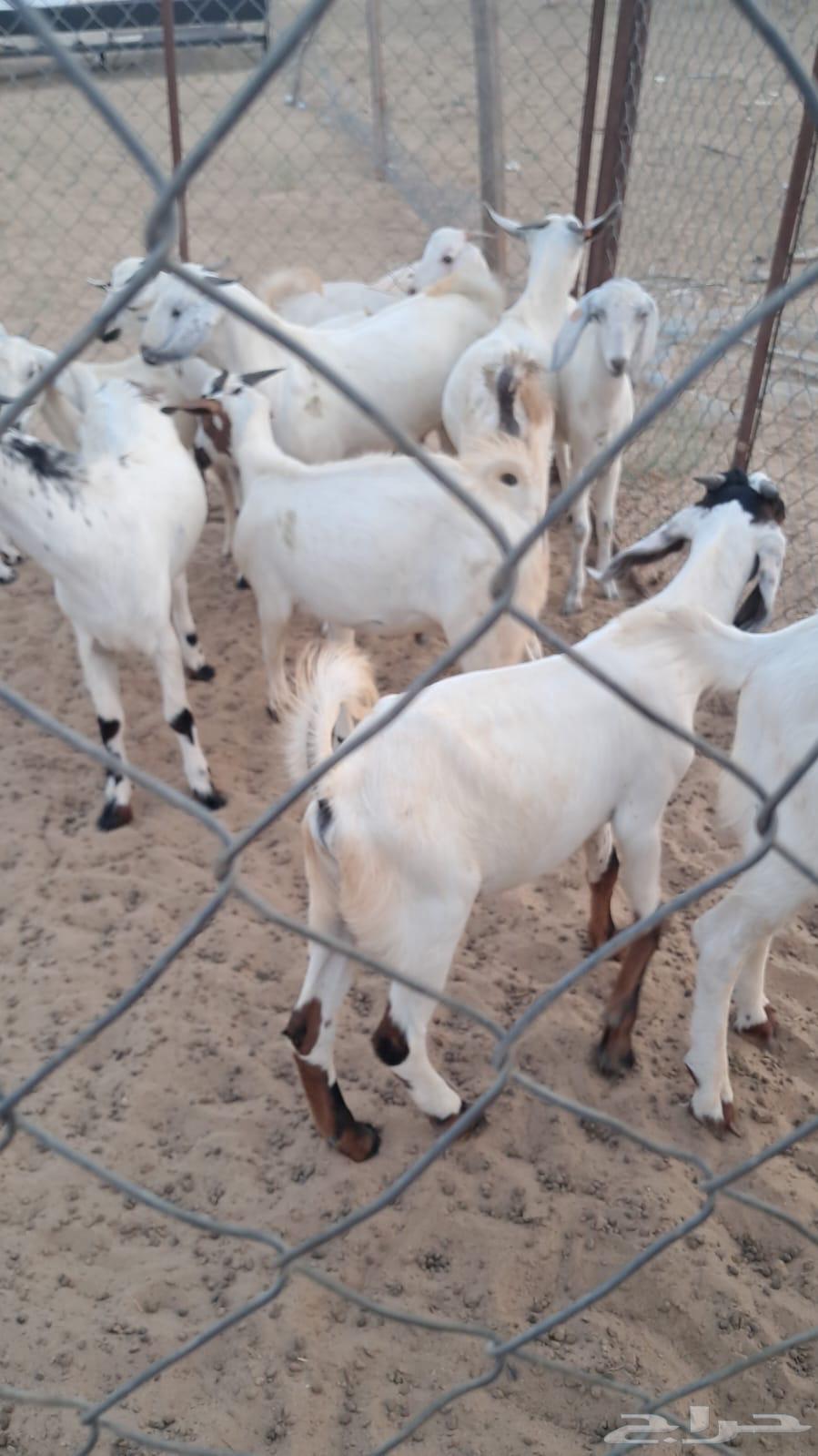 تيوس للبيع64476643158274112