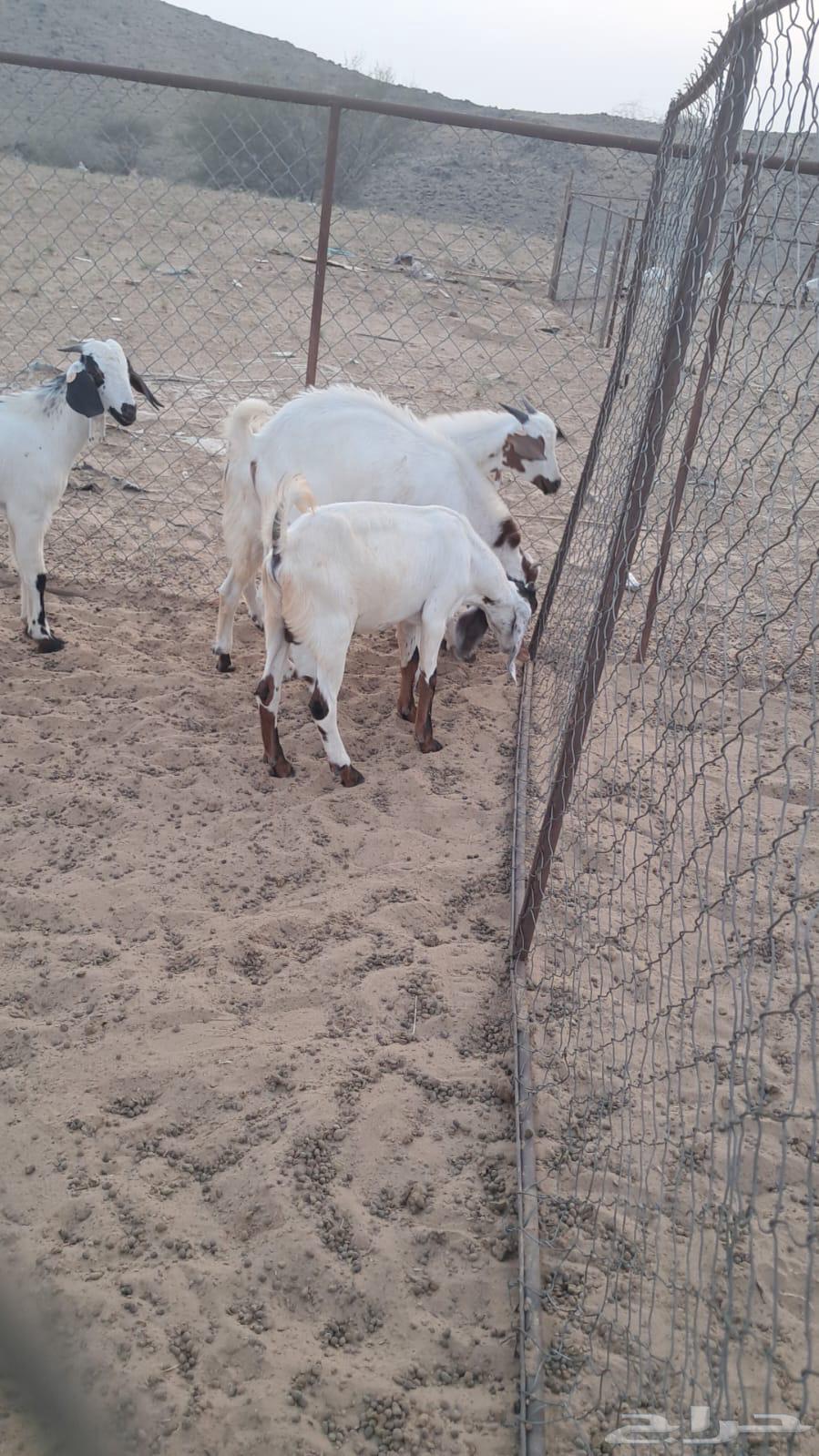 تيوس للبيع64476643158274114