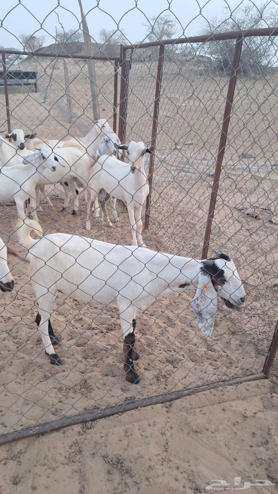 تيوس للبيع64476643158274110