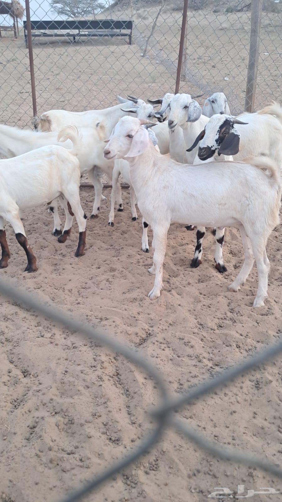 تيوس للبيع64476643158274113