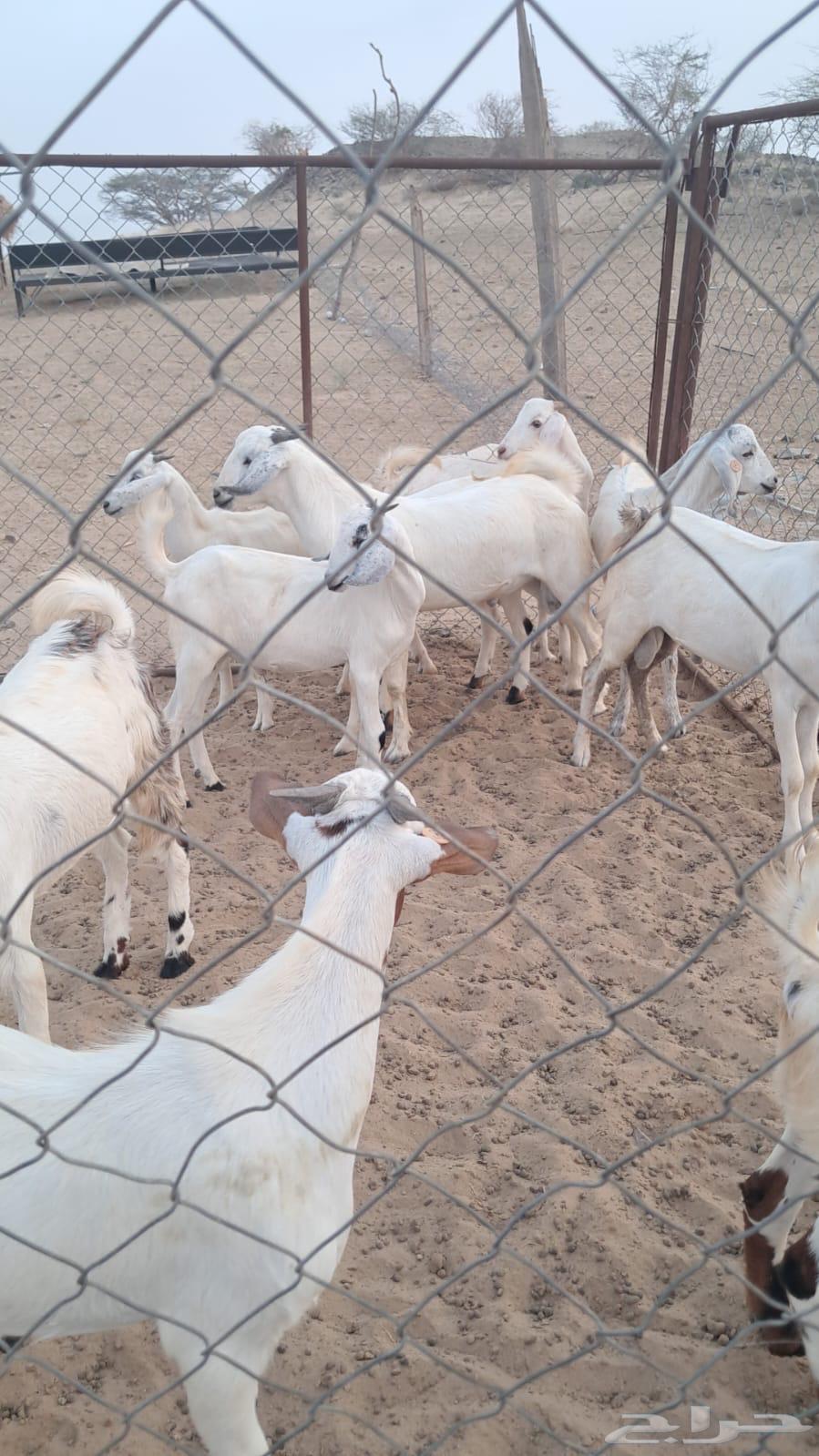 تيوس للبيع64476643158274111