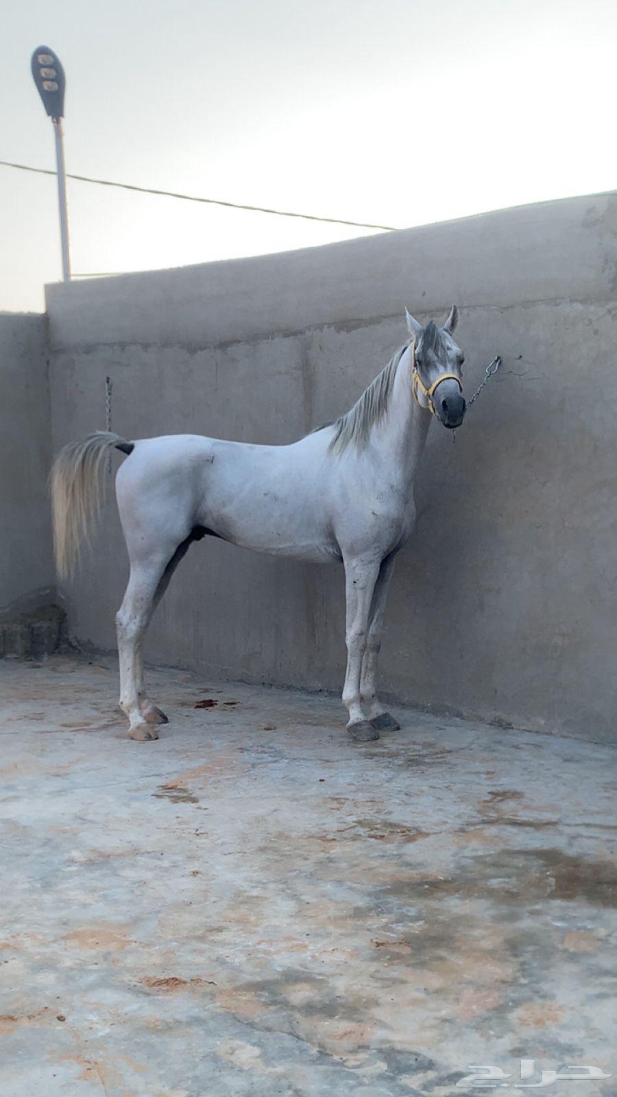 حصان جمال معسوف64474268017795110