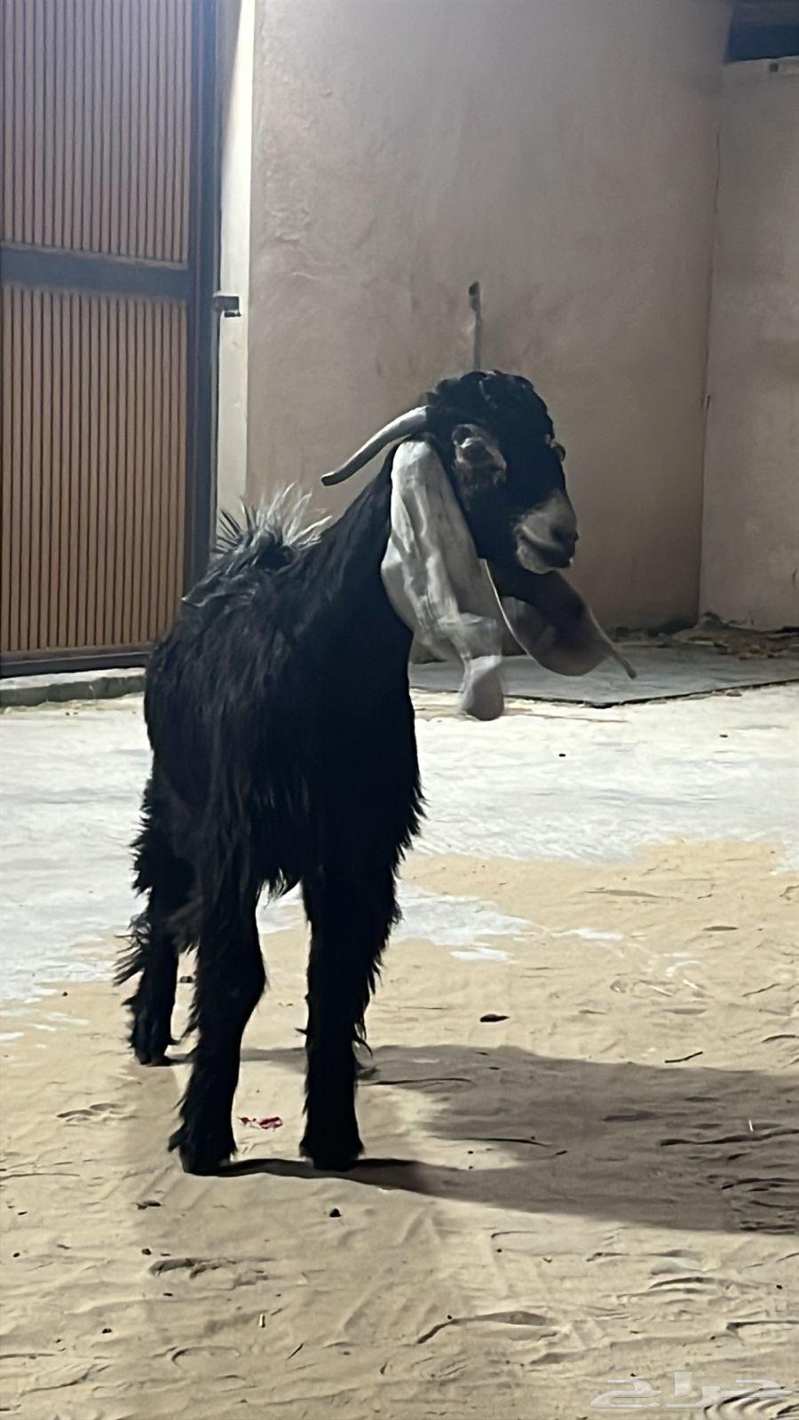 تيس عارضي العمر 6 شهور ونص الجرم فل الفل64477074573825111